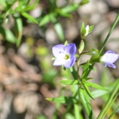 Veronica gracilis (Slender Speedwell) at Wamboin, NSW - 13 Nov 2020 by natureguy