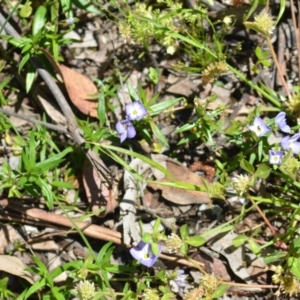 Veronica gracilis at Wamboin, NSW - 13 Nov 2020 02:22 PM