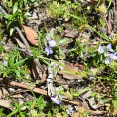 Veronica gracilis at Wamboin, NSW - 13 Nov 2020