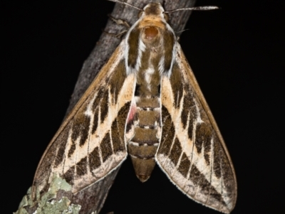 Hyles livornicoides (Australian Striped hawk Moth) at Melba, ACT - 27 Jan 2021 by Bron