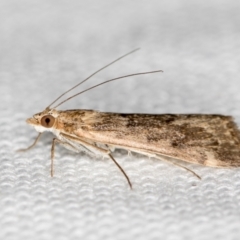 Achyra affinitalis (Cotton Web Spinner, Pyraustinae) at Melba, ACT - 27 Jan 2021 by Bron