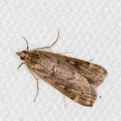 Achyra affinitalis at Melba, ACT - 27 Jan 2021 02:19 PM