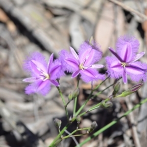 Thysanotus tuberosus subsp. tuberosus at Wamboin, NSW - 13 Nov 2020