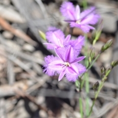 Thysanotus tuberosus subsp. tuberosus at Wamboin, NSW - 13 Nov 2020