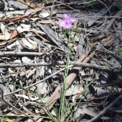 Thysanotus tuberosus subsp. tuberosus at Wamboin, NSW - 13 Nov 2020