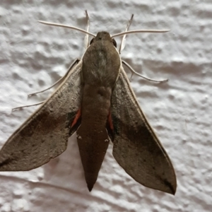 Hippotion scrofa at Macgregor, ACT - 21 Jan 2021