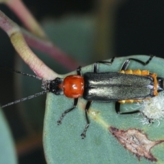 Chauliognathus tricolor (Tricolor soldier beetle) at Majura, ACT - 26 Jan 2021 by jb2602