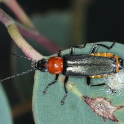 Chauliognathus tricolor (Tricolor soldier beetle) at Majura, ACT - 26 Jan 2021 by jb2602