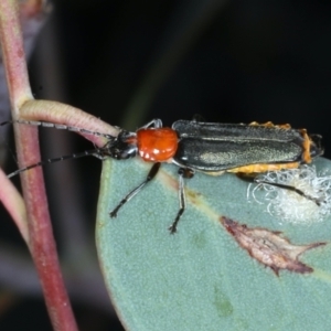 Chauliognathus tricolor at Majura, ACT - 26 Jan 2021 05:56 PM