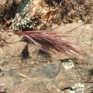 Bromus rubens at Jones Creek, NSW - 28 Oct 2009