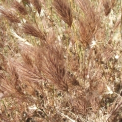 Bromus rubens at Jones Creek, NSW - 28 Oct 2009