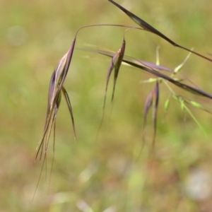 Themeda triandra at Wamboin, NSW - 13 Nov 2020 02:28 PM