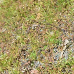 Themeda triandra at Wamboin, NSW - 13 Nov 2020 02:28 PM