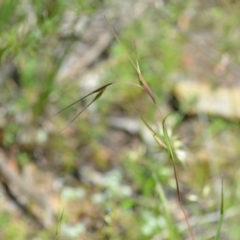 Themeda triandra at Wamboin, NSW - 13 Nov 2020 02:28 PM