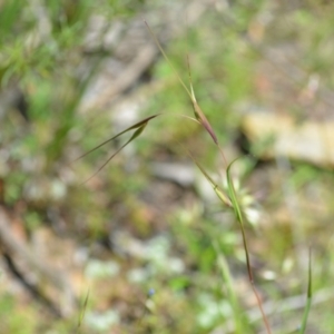 Themeda triandra at Wamboin, NSW - 13 Nov 2020 02:28 PM