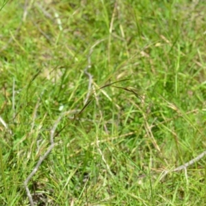 Themeda triandra at Wamboin, NSW - 13 Nov 2020 02:28 PM