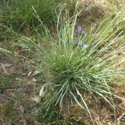 Eragrostis elongata (Clustered Lovegrass) at Nangus, NSW - 2 Jan 2011 by abread111