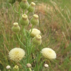 Erigeron bonariensis (Flaxleaf Fleabane) at Nangus, NSW - 13 Jan 2011 by abread111