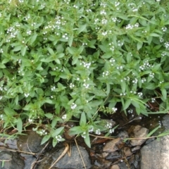 Veronica anagallis-aquatica at Nangus, NSW - 14 Jan 2011 10:07 AM