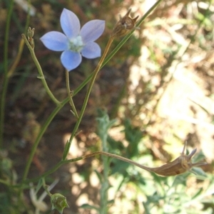 Wahlenbergia multicaulis at Nangus, NSW - 6 Jan 2011