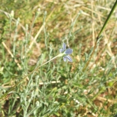 Wahlenbergia multicaulis at Nangus, NSW - 6 Jan 2011