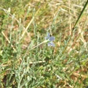 Wahlenbergia multicaulis at Nangus, NSW - 6 Jan 2011