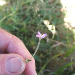 Epilobium hirtigerum at Nangus, NSW - 6 Jan 2011