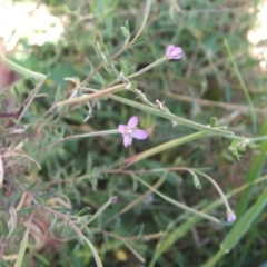 Epilobium hirtigerum at Nangus, NSW - 6 Jan 2011