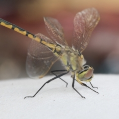 Hemicordulia tau (Tau Emerald) at Higgins, ACT - 29 Jan 2021 by AlisonMilton