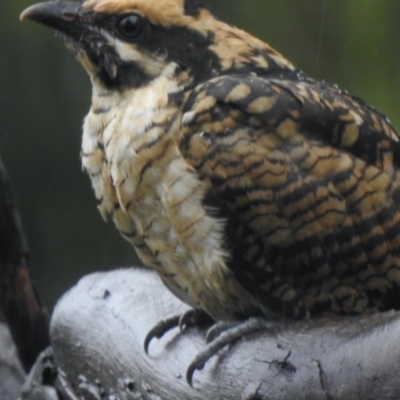 Eudynamys orientalis (Pacific Koel) at Aranda, ACT - 29 Jan 2021 by KMcCue