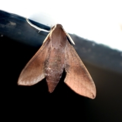 Hippotion scrofa at Higgins, ACT - 18 Jan 2021