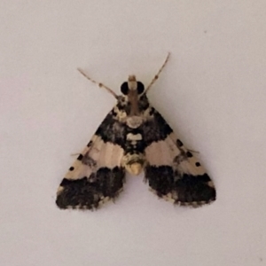 Nacoleia mesochlora at Aranda, ACT - 29 Jan 2021 03:11 PM