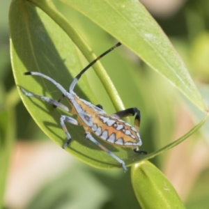 Amorbus sp. (genus) at Higgins, ACT - 25 Jan 2021 06:58 AM