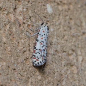 Utetheisa pulchelloides at Higgins, ACT - 23 Jan 2021 08:34 AM