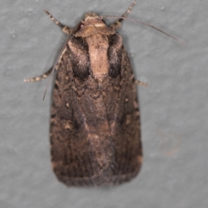 Proteuxoa provisional species 2 at Melba, ACT - 27 Jan 2021