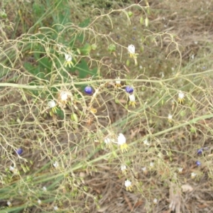 Dianella tarda at Nangus, NSW - 5 Jan 2011 05:51 PM