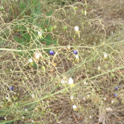 Dianella tarda (Late-flower Flax-lily) at Nangus, NSW - 5 Jan 2011 by abread111