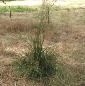 Dianella tarda at Nangus, NSW - 5 Jan 2011 05:51 PM