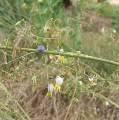 Dianella tarda at Nangus, NSW - 5 Jan 2011 05:51 PM