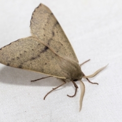 Arhodia lasiocamparia (Pink Arhodia (Oenochrominae)) at Higgins, ACT - 29 Jan 2021 by AlisonMilton