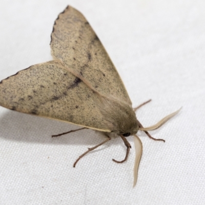 Arhodia lasiocamparia (Pink Arhodia (Oenochrominae)) at Higgins, ACT - 29 Jan 2021 by AlisonMilton