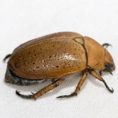 Anoplognathus porosus (Porosus Christmas beetle) at Higgins, ACT - 26 Jan 2021 by AlisonMilton
