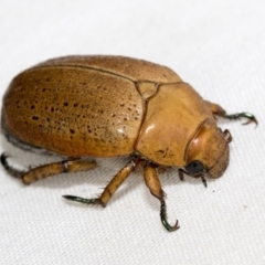 Anoplognathus porosus at Higgins, ACT - 26 Jan 2021