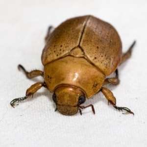 Anoplognathus porosus at Higgins, ACT - 26 Jan 2021