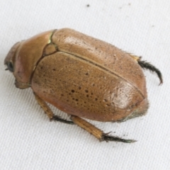 Anoplognathus porosus at Higgins, ACT - 26 Jan 2021