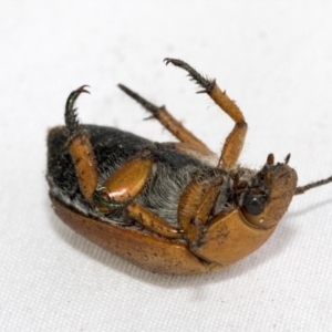 Anoplognathus porosus at Higgins, ACT - 26 Jan 2021