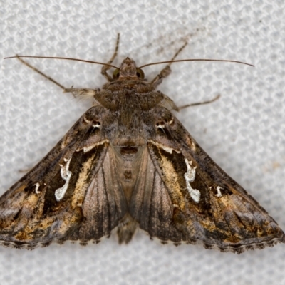 Chrysodeixis argentifera (Tobacco Looper) at Melba, ACT - 26 Jan 2021 by Bron