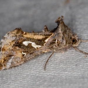 Chrysodeixis argentifera at Melba, ACT - 26 Jan 2021