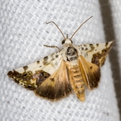 Acontia nivipicta (Blotched Shoulder) at Melba, ACT - 26 Jan 2021 by Bron