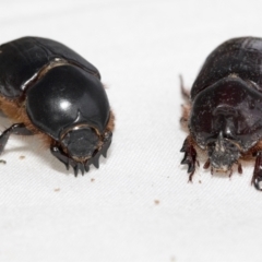 Dasygnathus sp. (genus) (Rhinoceros beetle) at Higgins, ACT - 26 Jan 2021 by AlisonMilton